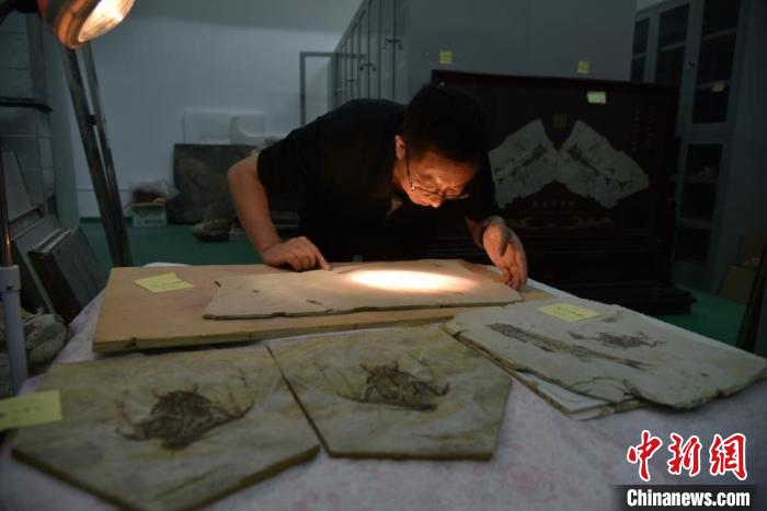 图为王军有进行化石研究。受访者供图